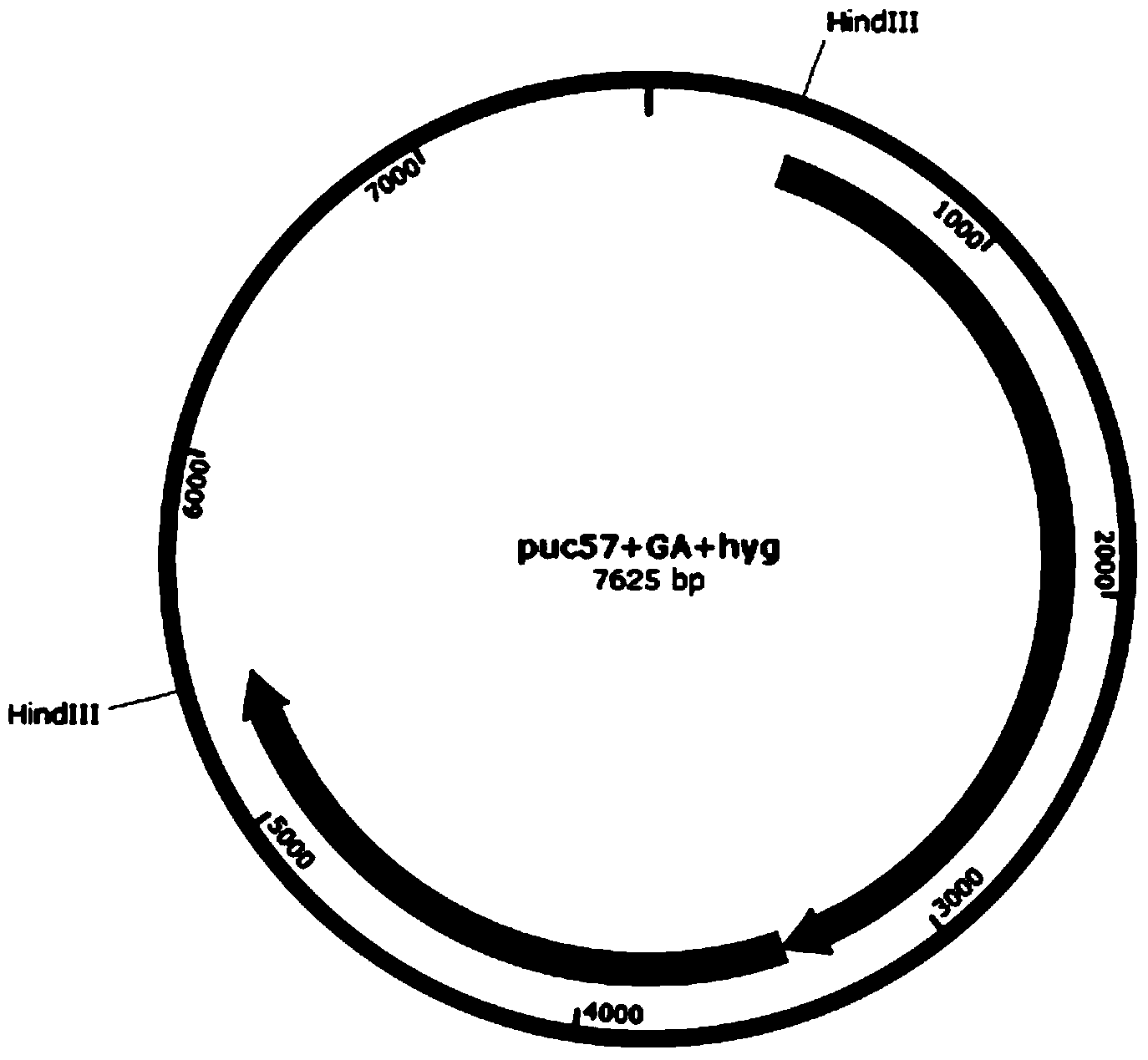Recombination gene and method for increasing aspergillus niger expressed saccharifying enzyme