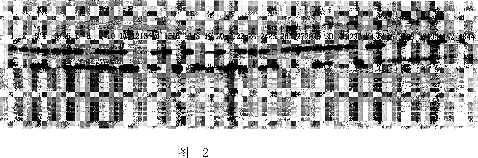 Maize autocopulation strain assistant selection and breeding method and application thereof