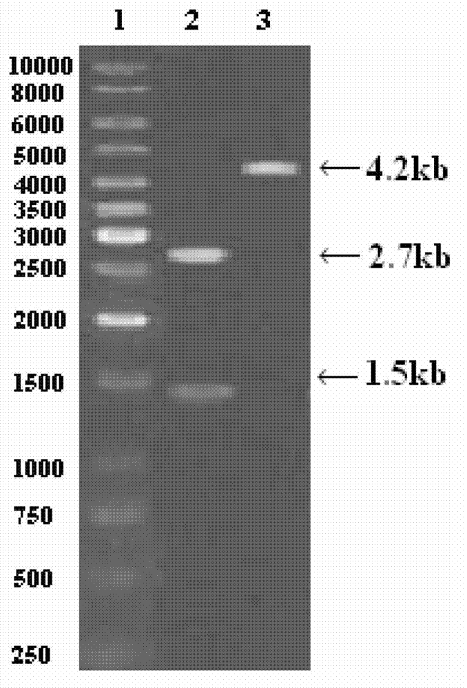 Acid and high temperature resistant alpha-amylase, and its gene, engineering bacterium and preparation method