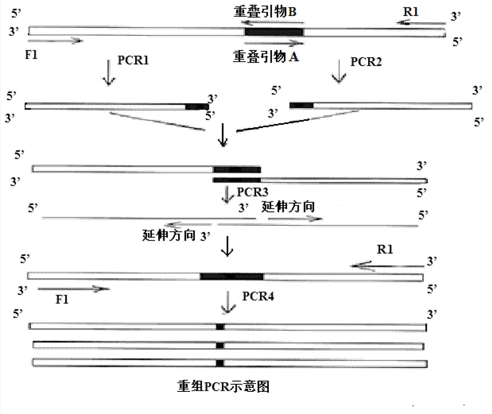Acid and high temperature resistant alpha-amylase, and its gene, engineering bacterium and preparation method