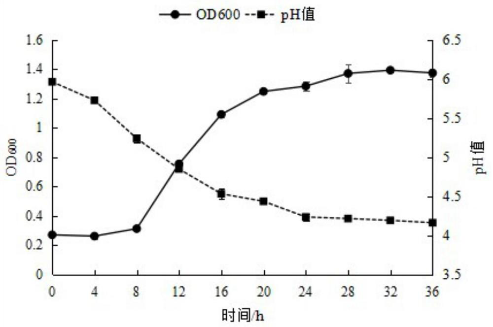 Bacillus coagulans l-h7 and its application