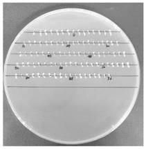 Method for discovering membrane protein based on membrane system-yeast two-hybrid