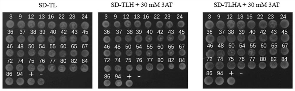 Method for discovering membrane protein based on membrane system-yeast two-hybrid