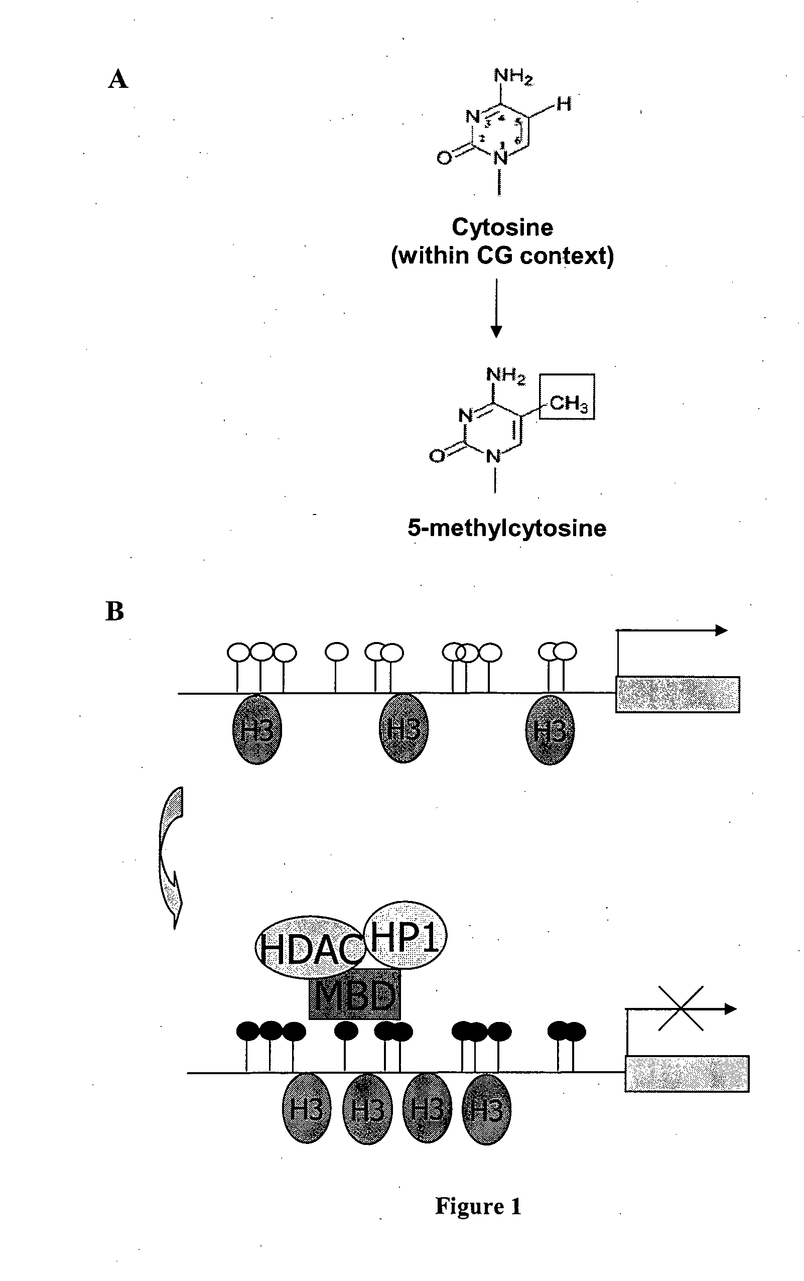 Modified human cmv promoters that are resistant to gene silencing