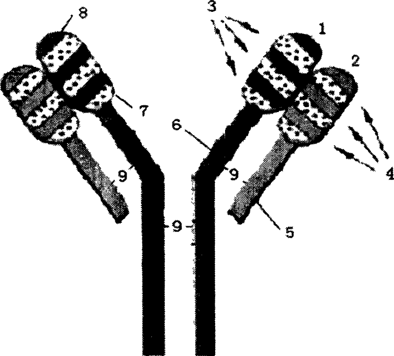 Deoxynivalenol detection method based on single chain antibody, and kit