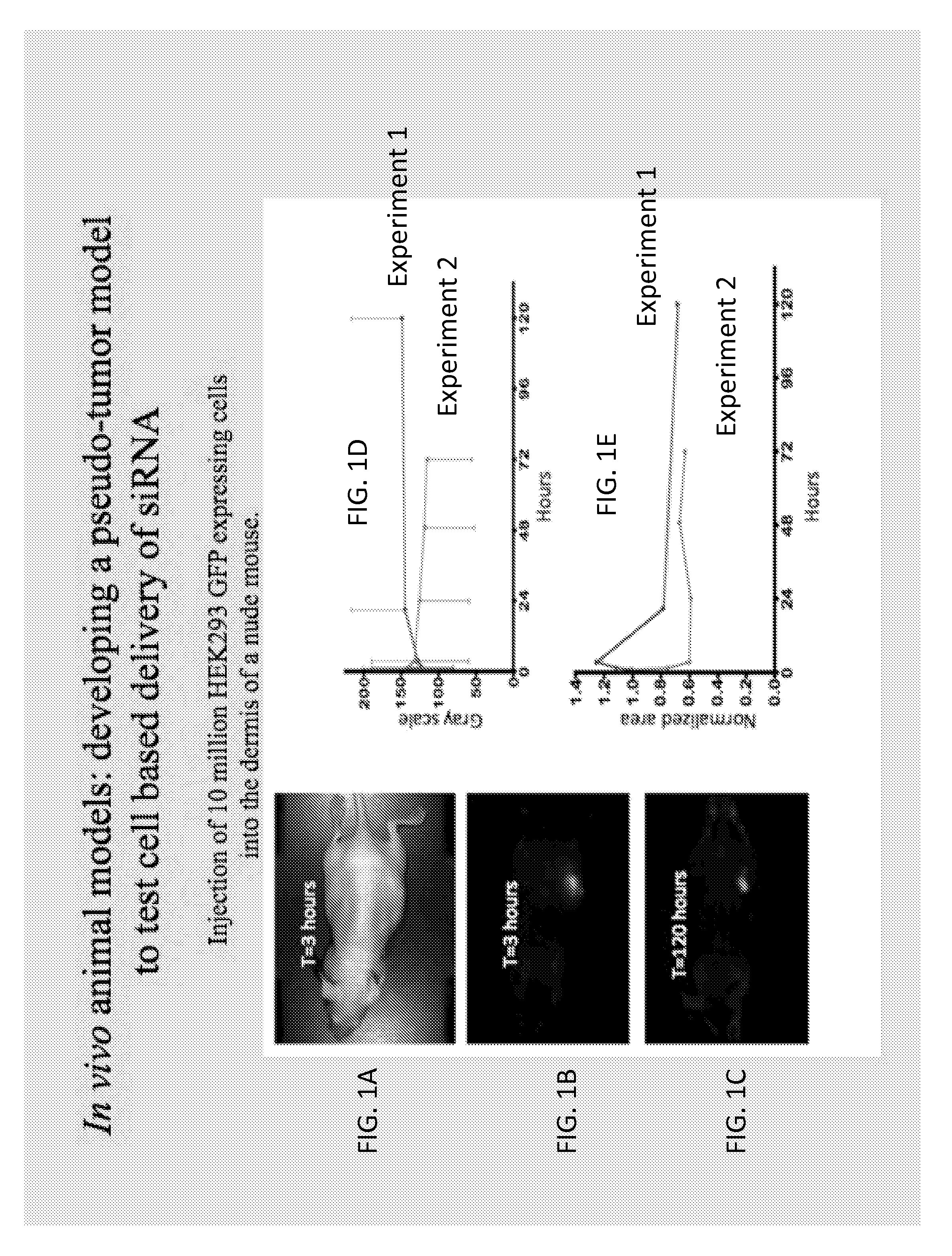 Method for Evaluating Inhibitory Polynucleotide Efficiency and Efficacy
