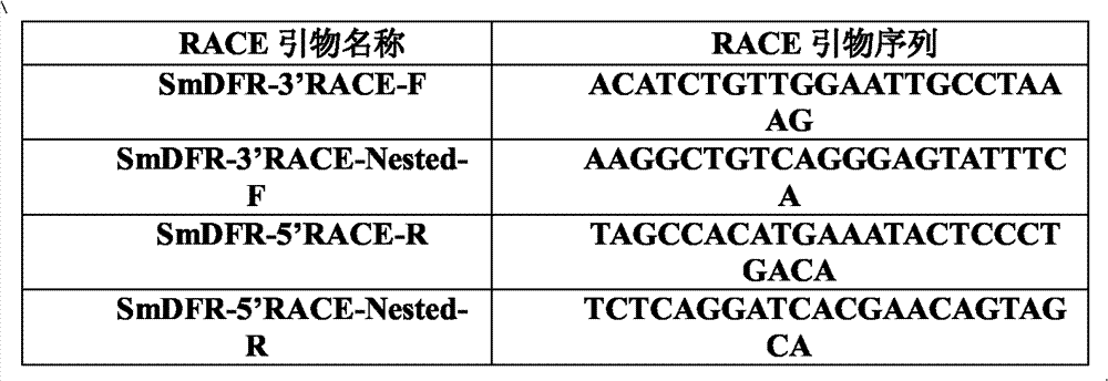 Gene sequence of flavanonol 4-reductase synthesized by anthocyanins of eggplant