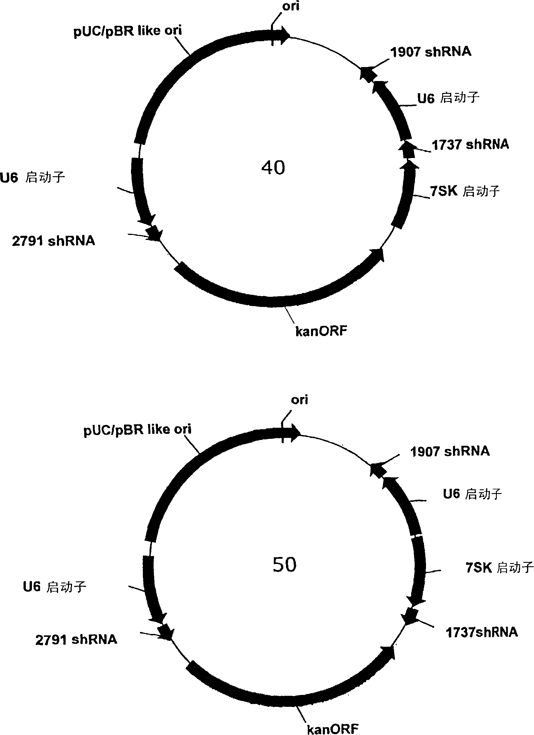 Multiple RNA polymerase III promoter expression constructs