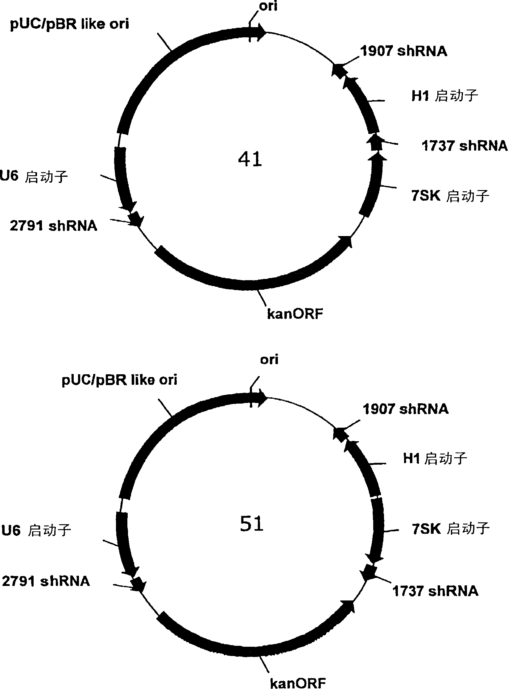 Multiple RNA polymerase III promoter expression constructs