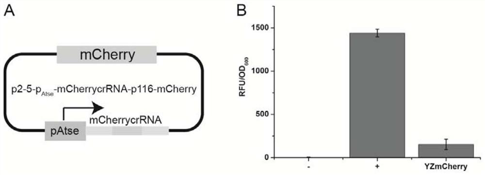 Method for inhibiting genes in gluconobacter oxydans