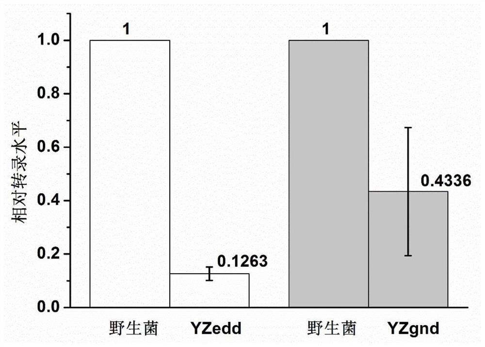 Method for inhibiting genes in gluconobacter oxydans