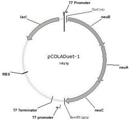 Constructed recombinant escherichia coli and method for biosynthesis of 3'-sialyllactose