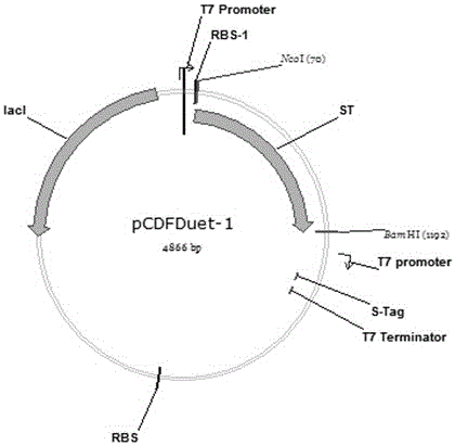 Constructed recombinant escherichia coli and method for biosynthesis of 3'-sialyllactose