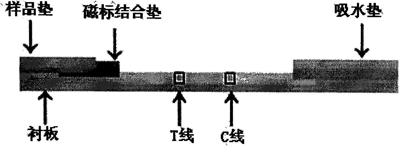 Immuomagnetic bead chromatographic test strip for rapidly detecting algae toxin and preparation method thereof