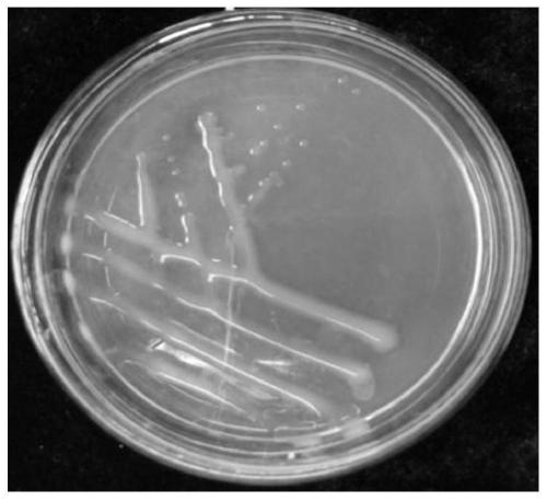 A kind of broad bean rhizobium strain bdz5-3 and its application