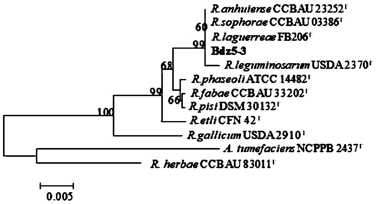 A kind of broad bean rhizobium strain bdz5-3 and its application