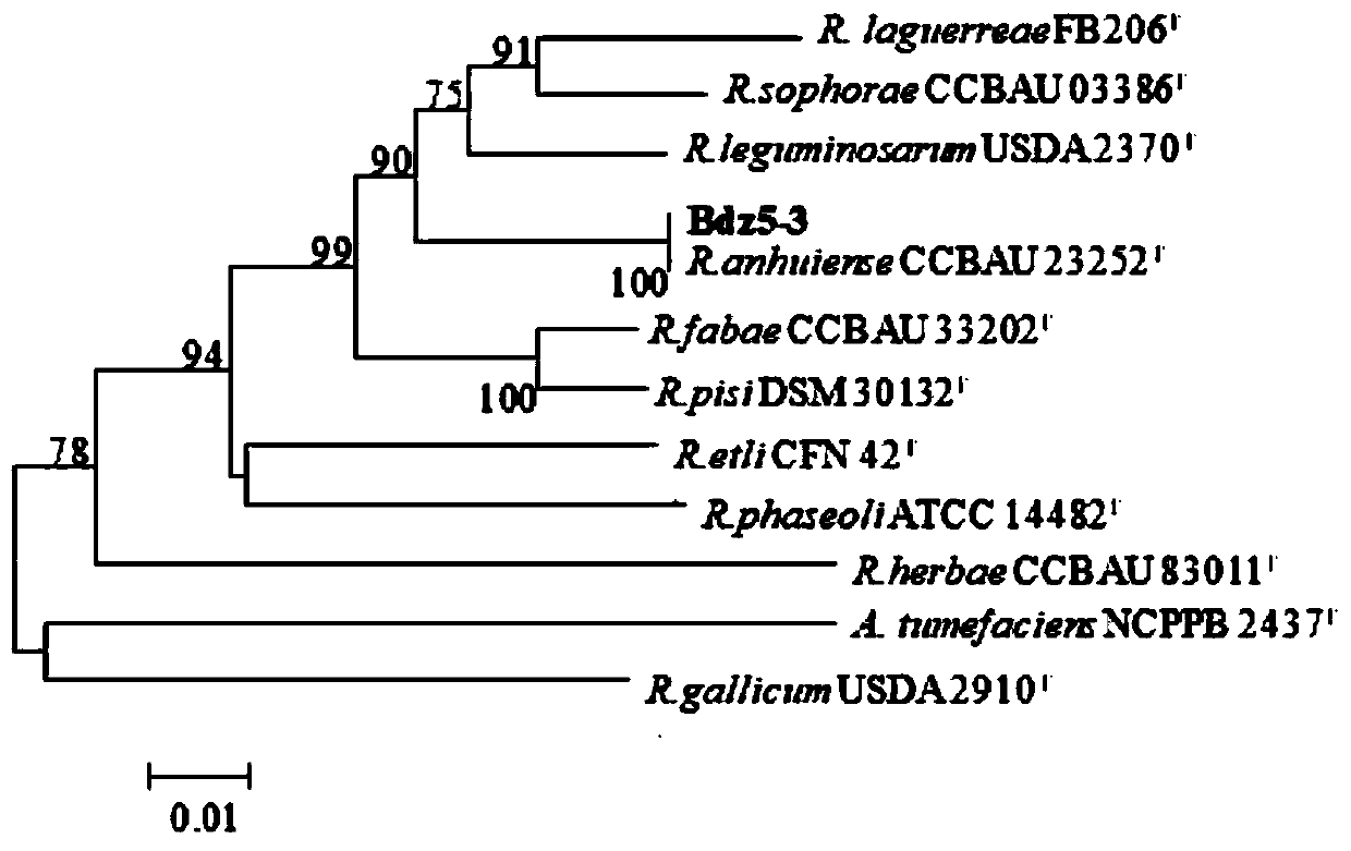 A kind of broad bean rhizobium strain bdz5-3 and its application