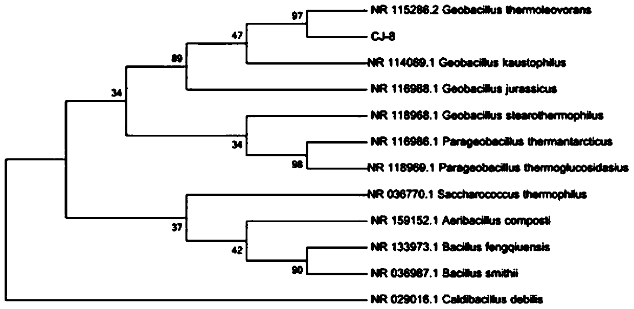 Geobacillus thermoleovorans, bacterial agents thereof and application in kitchen waste treatment