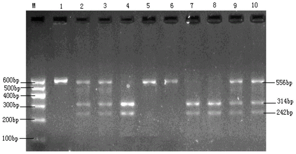 A molecular marker related to chicken reproductive performance and its application in breeding