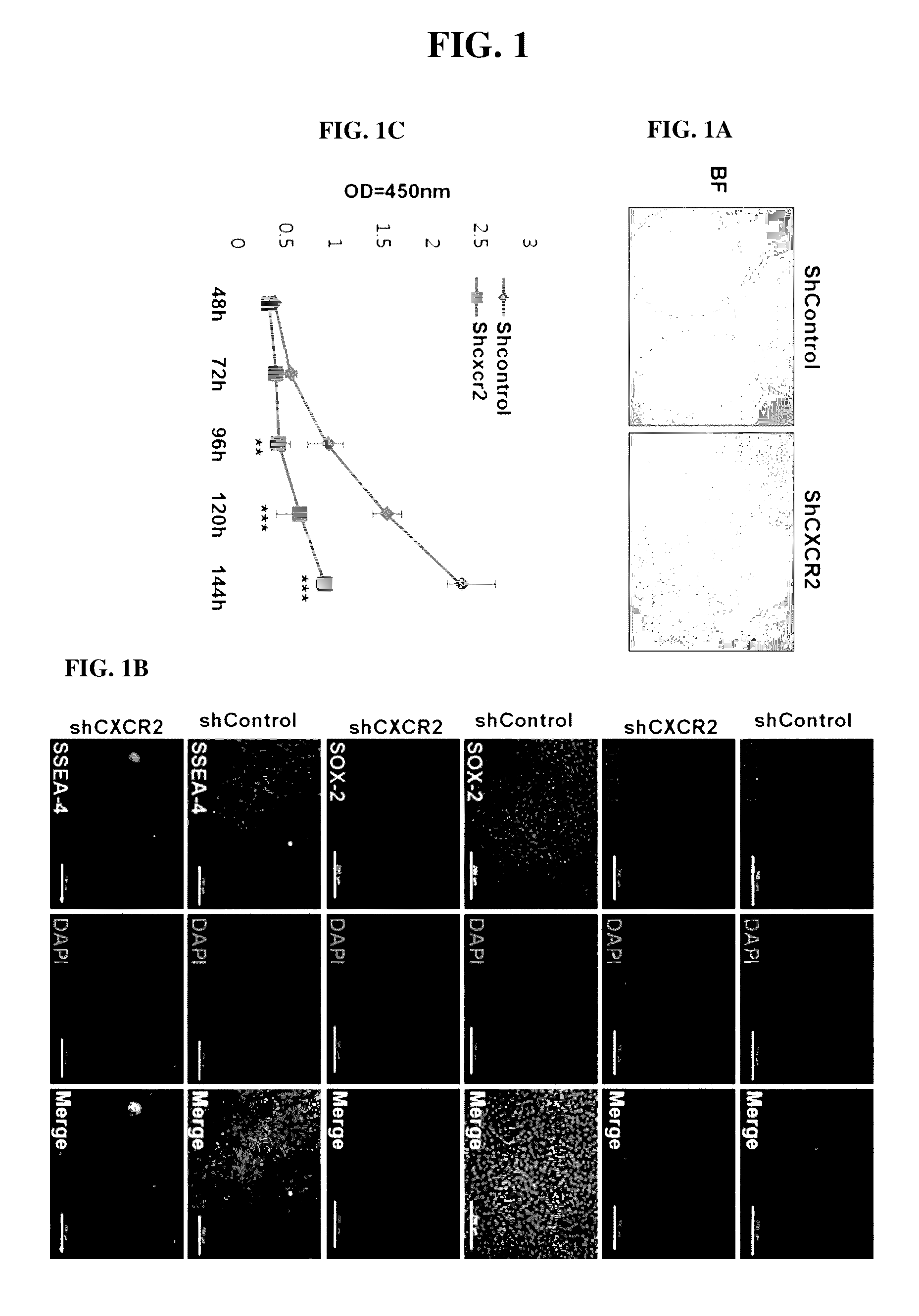 Method for inducing endodermal and mesodermal differentiation from human pluripotent stem cells by CXCR2 suppression