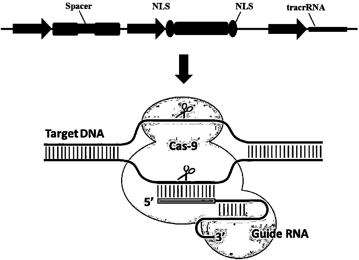 Method for constructing gene site-directed mutation