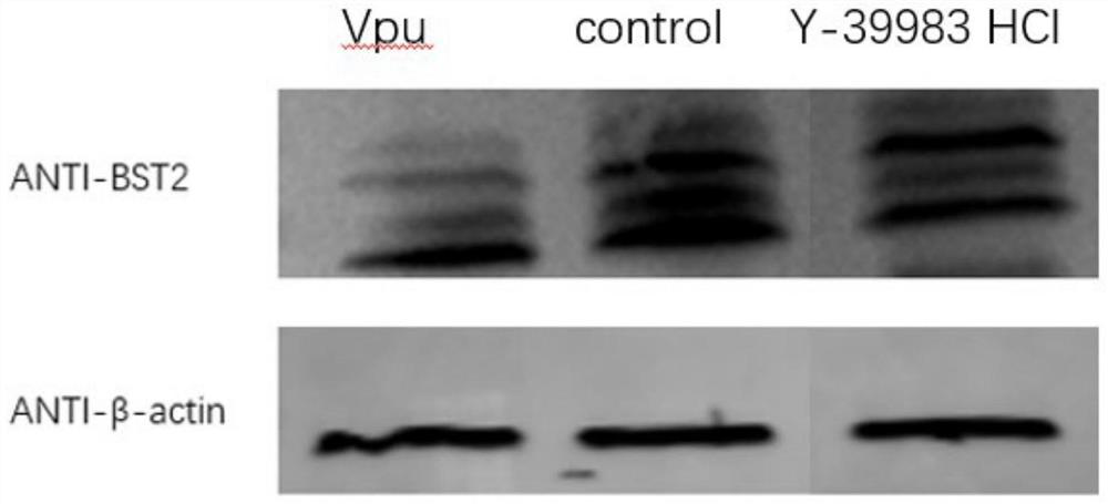 Application of Y-39983 HCl in preparation of antiviral drugs