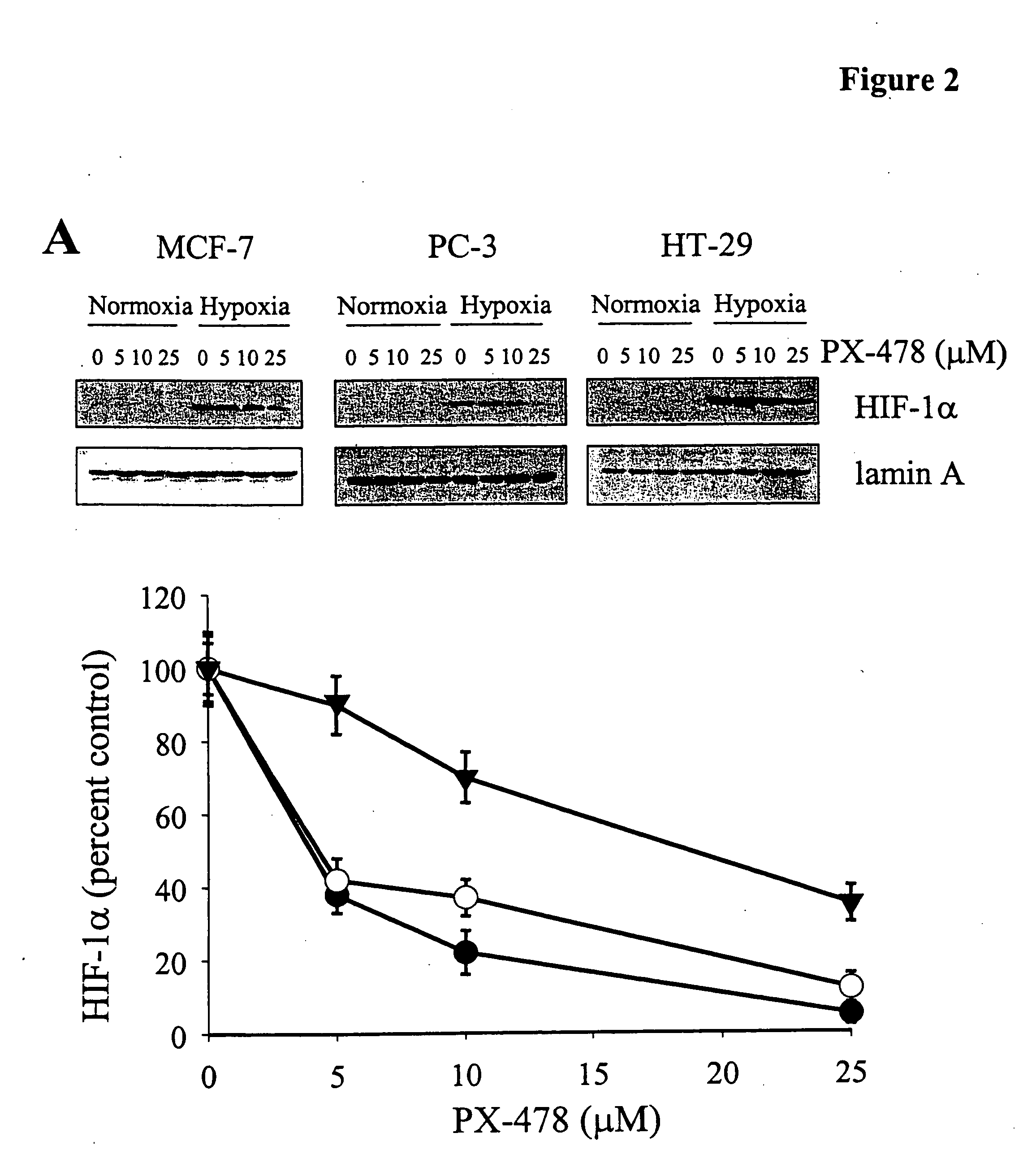 Regulation of HIF protein levels via deubiquitination pathway
