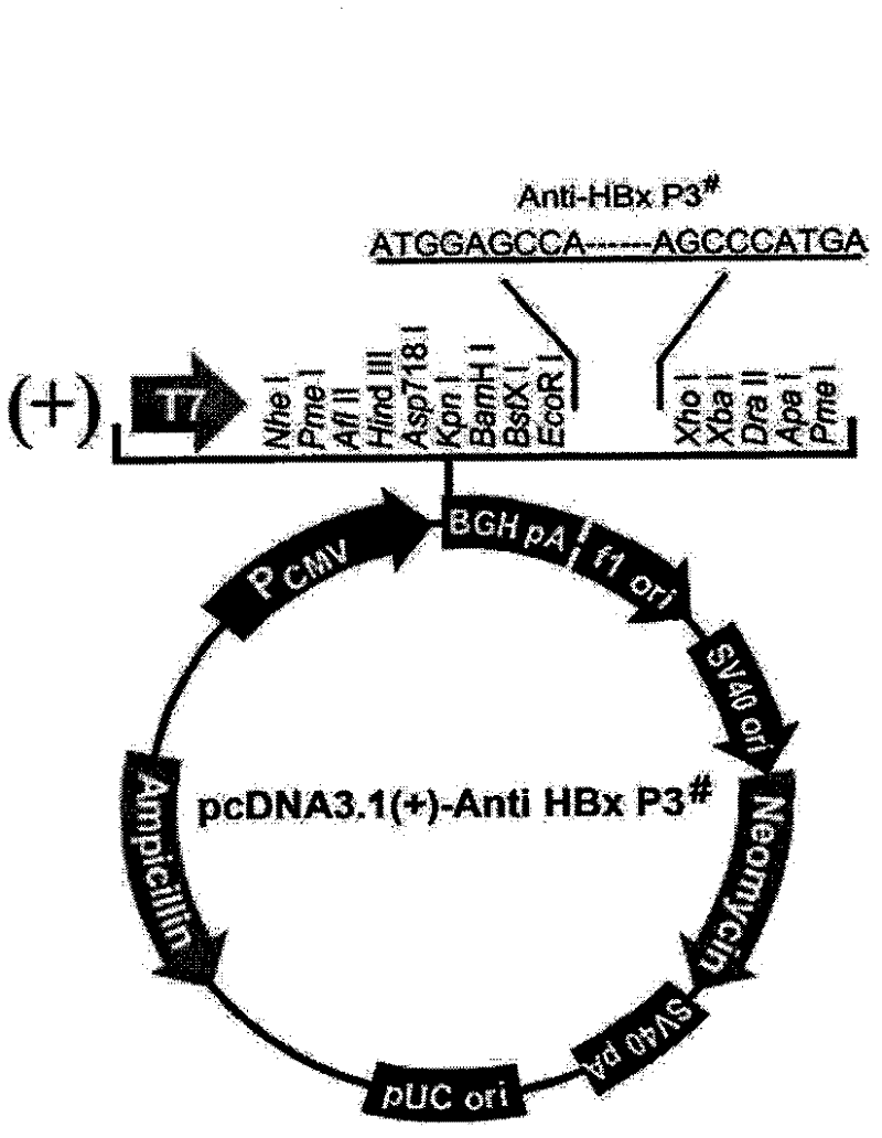 Polypeptide drug for resisting Hepatitis B virus X protein