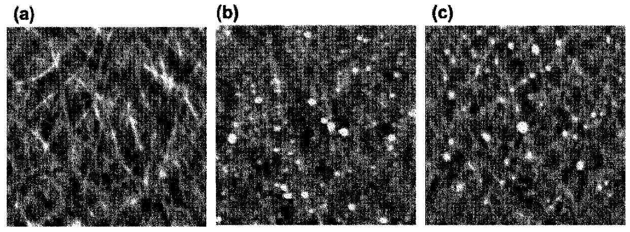 Carbon nanotube composite film and method for manufacturing same