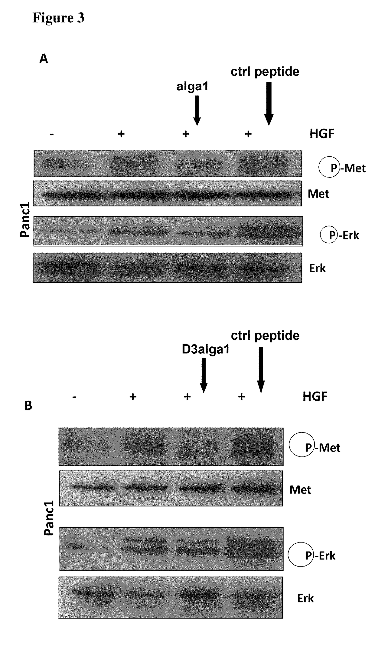 Cd44v6-derived cyclic peptides for treating cancers and angiogenesis related diseases