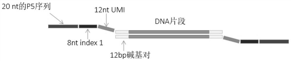 Library construction primer group based on asymmetric amplification and application thereof