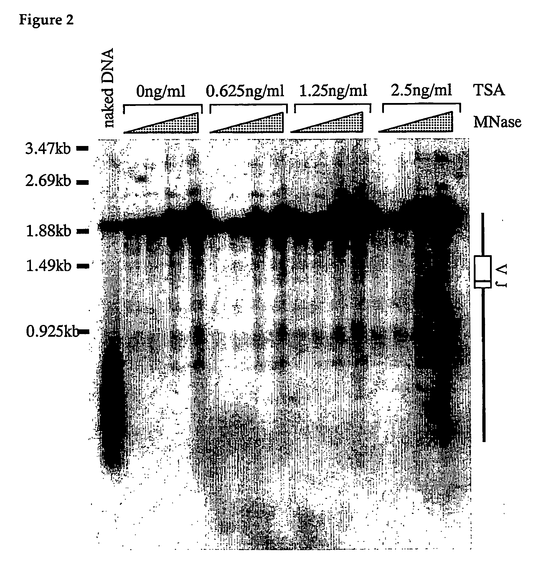 Method of enhancing homologous recombination of somatic cells and method of constructing specific antibody