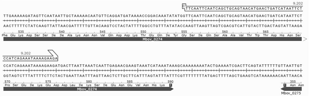 Mycoplasma bovis Mbov_0274 gene mutant and application thereof