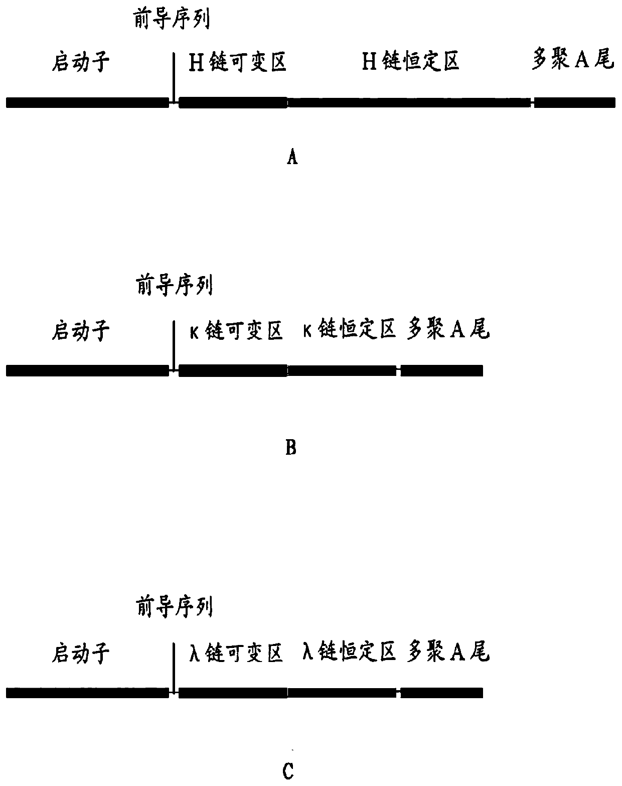 A kind of human monoclonal antibody against Ebola virus envelope glycoprotein and its application