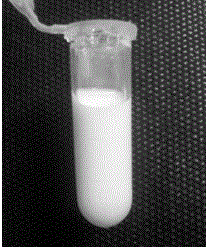 Styrene modified polyvinyl acetate emulsion and preparation method