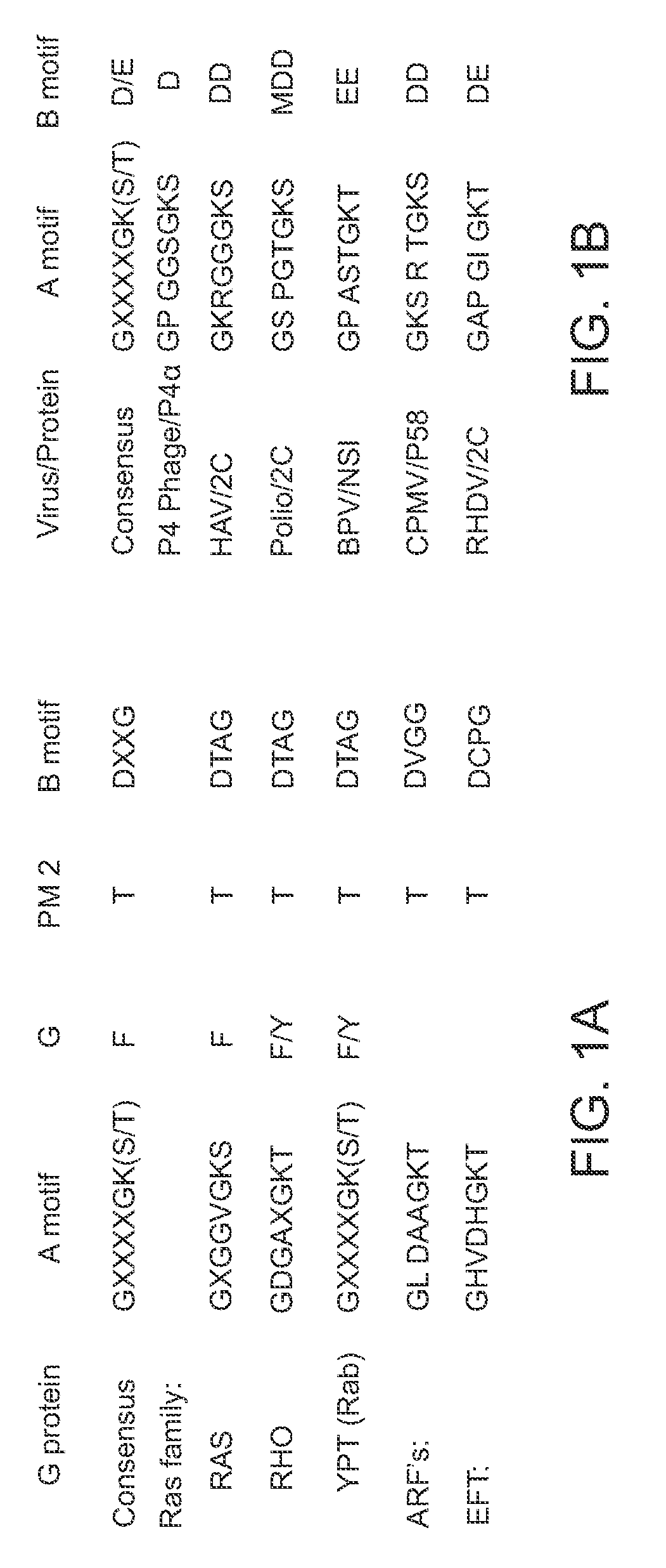 Methods and compositions for identifying agents that inhibit an ns4b-mediated neoplastic cellular phenotype of hcv infected cells