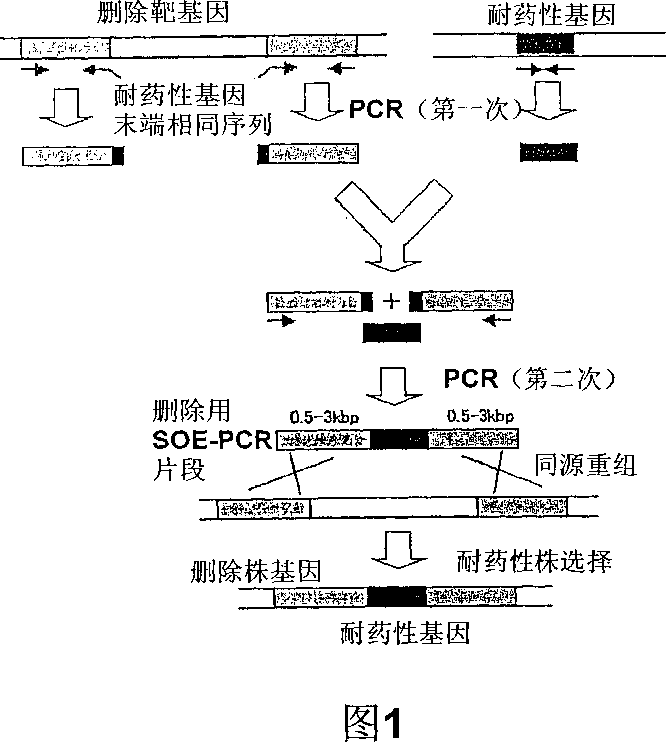 Recombinant microorganism