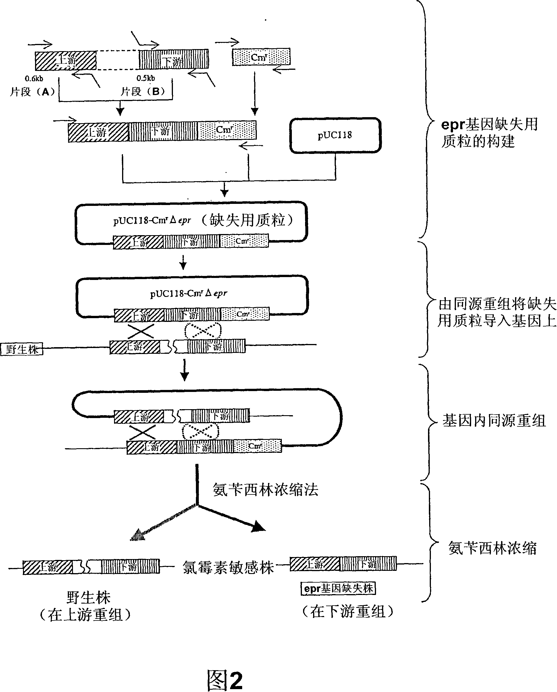 Recombinant microorganism