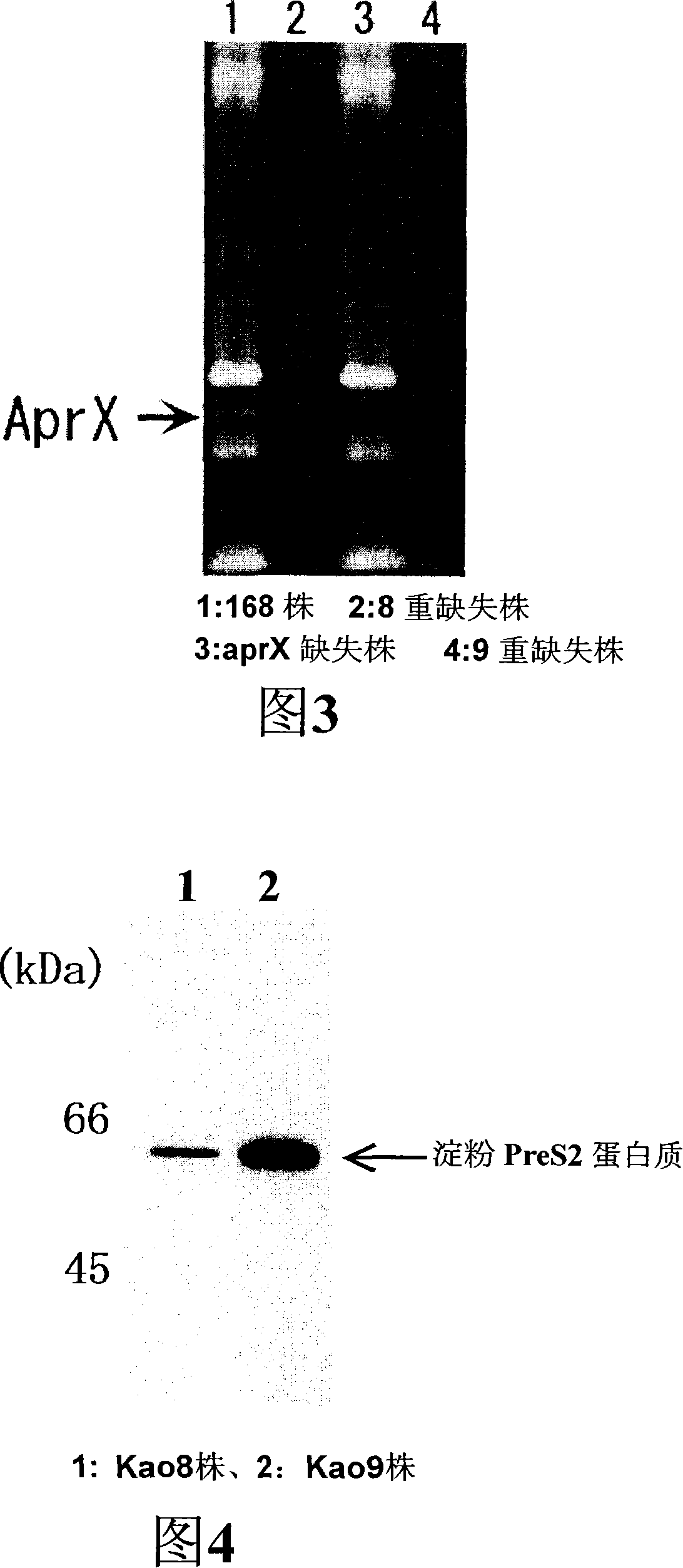 Recombinant microorganism