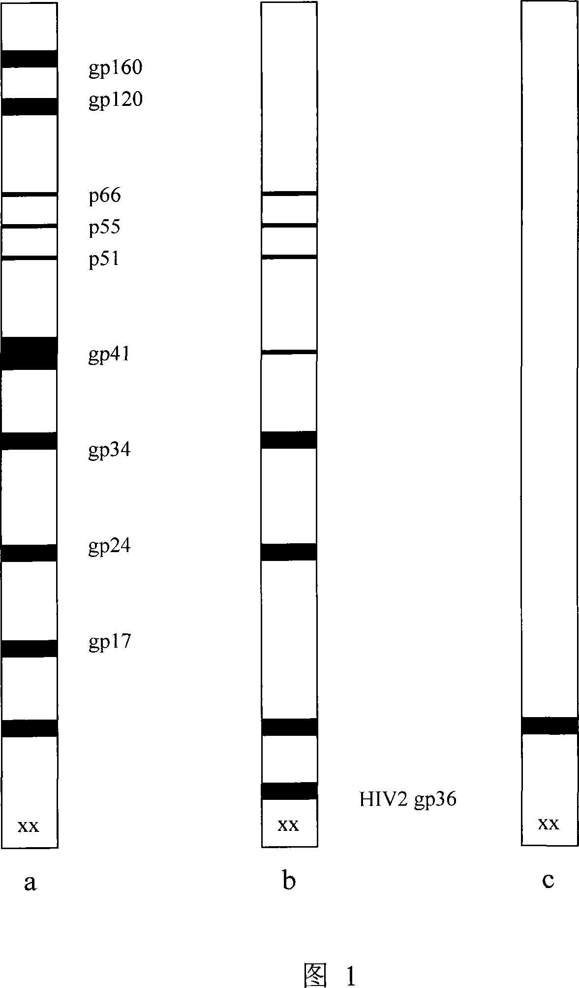 Method for measuring specificity HIV antibody generated by human immunodeficiency virus (1+2 type) different antigen epitope