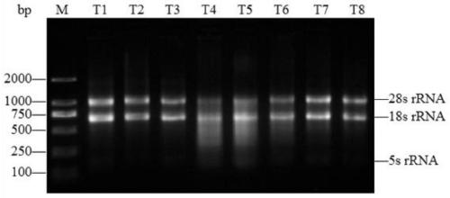 Method for extracting high-quality total RNA from mesenteric adipose tissues of grass carps