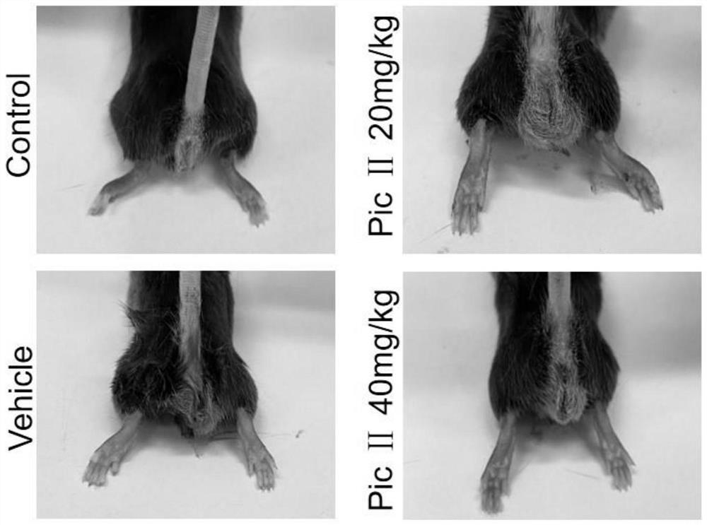 Application of picroside II in preparation of medicine for preventing and treating inflammatory bowel disease