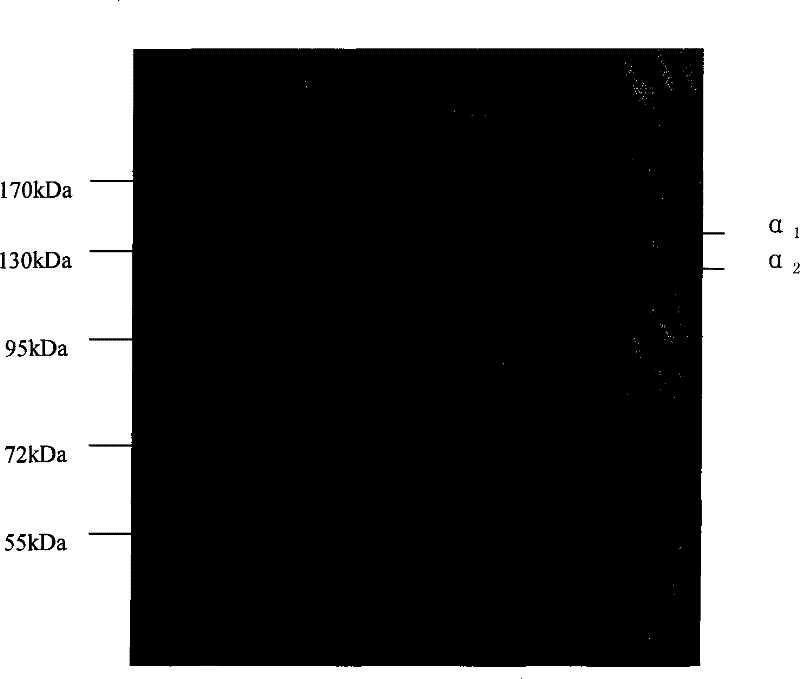 Method for preparing natural ossein