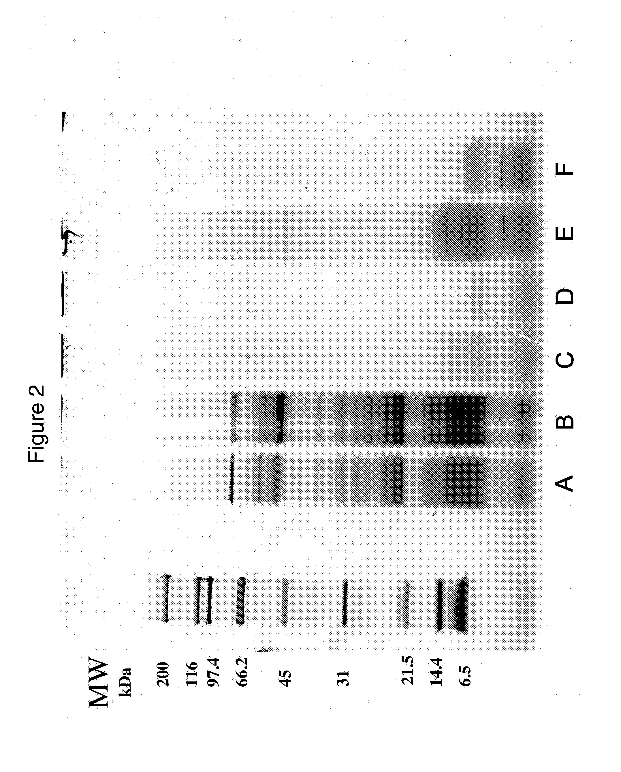 Protein Hydrolysate Compositions Having Enhanced CCK Releasing Activity