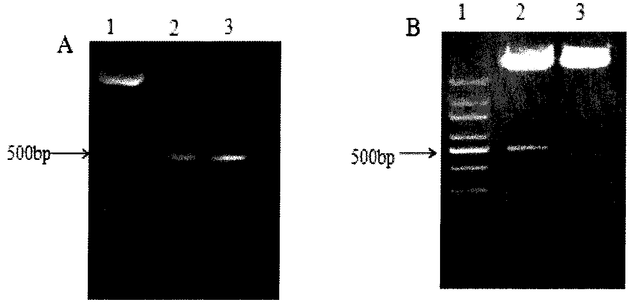 Human IL-15 subtype protein and preparation method and application thereof