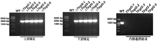 [Delta]Tlrgt2 trichoderma engineering bacteria with high yield of peptaibols and construction method and application thereof