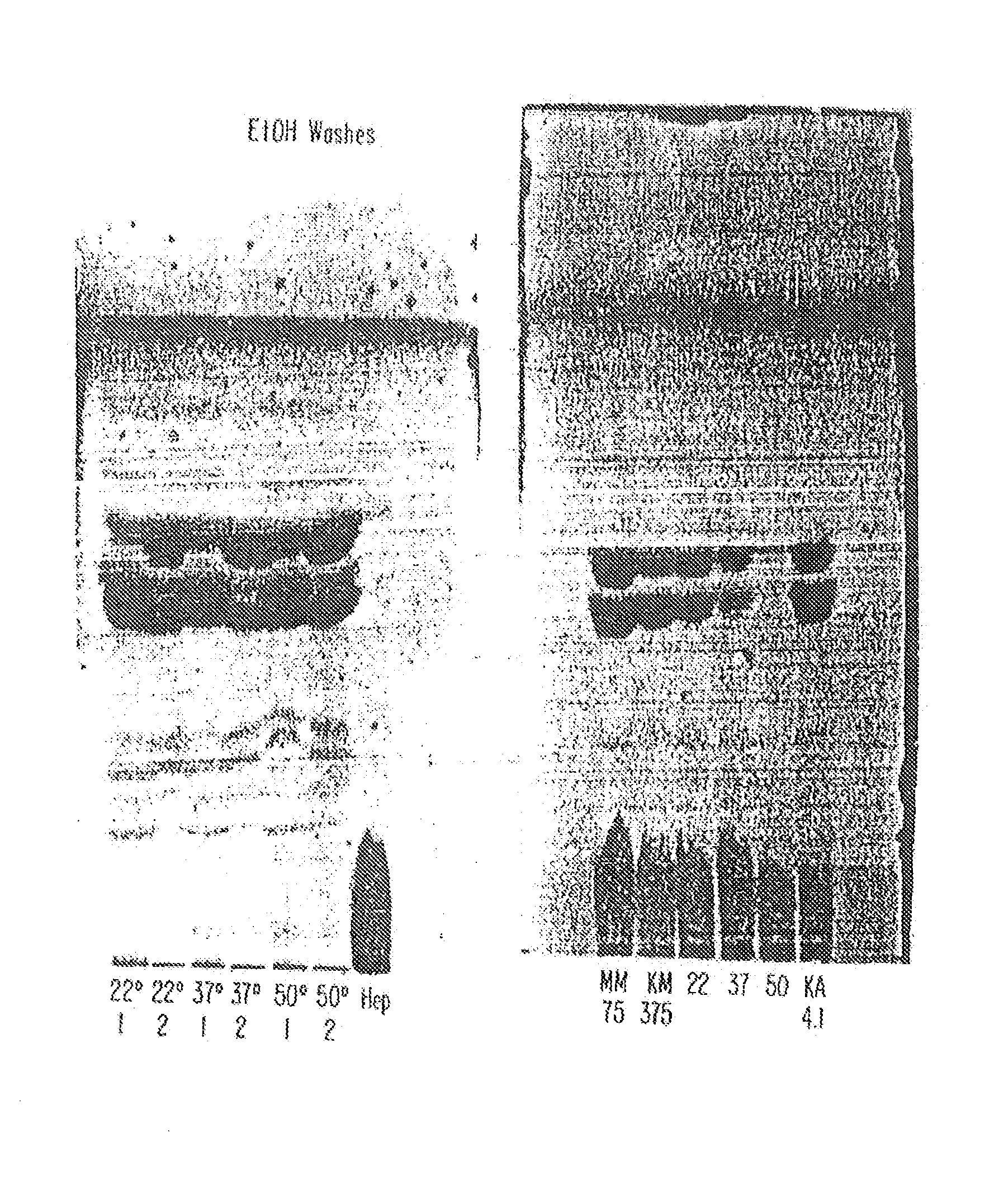 Methods for the production of 3-O-deactivated-4′-monophosphoryl lipid A (3D-MLA)