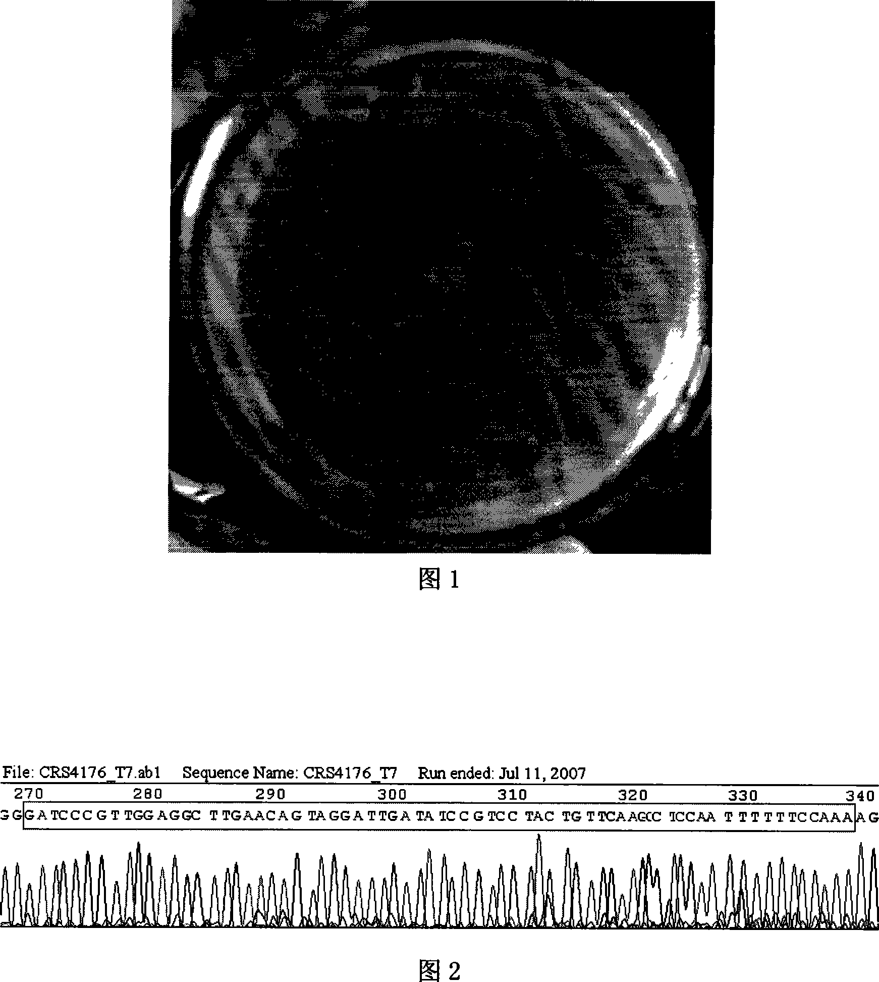 HBV core area resisting siRNA expression template and application