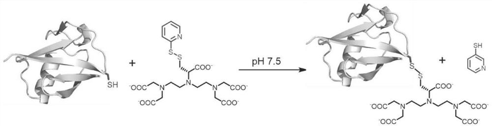 Synthesis method and application of chiral paramagnetic probe Py-D-Cys-DTPA