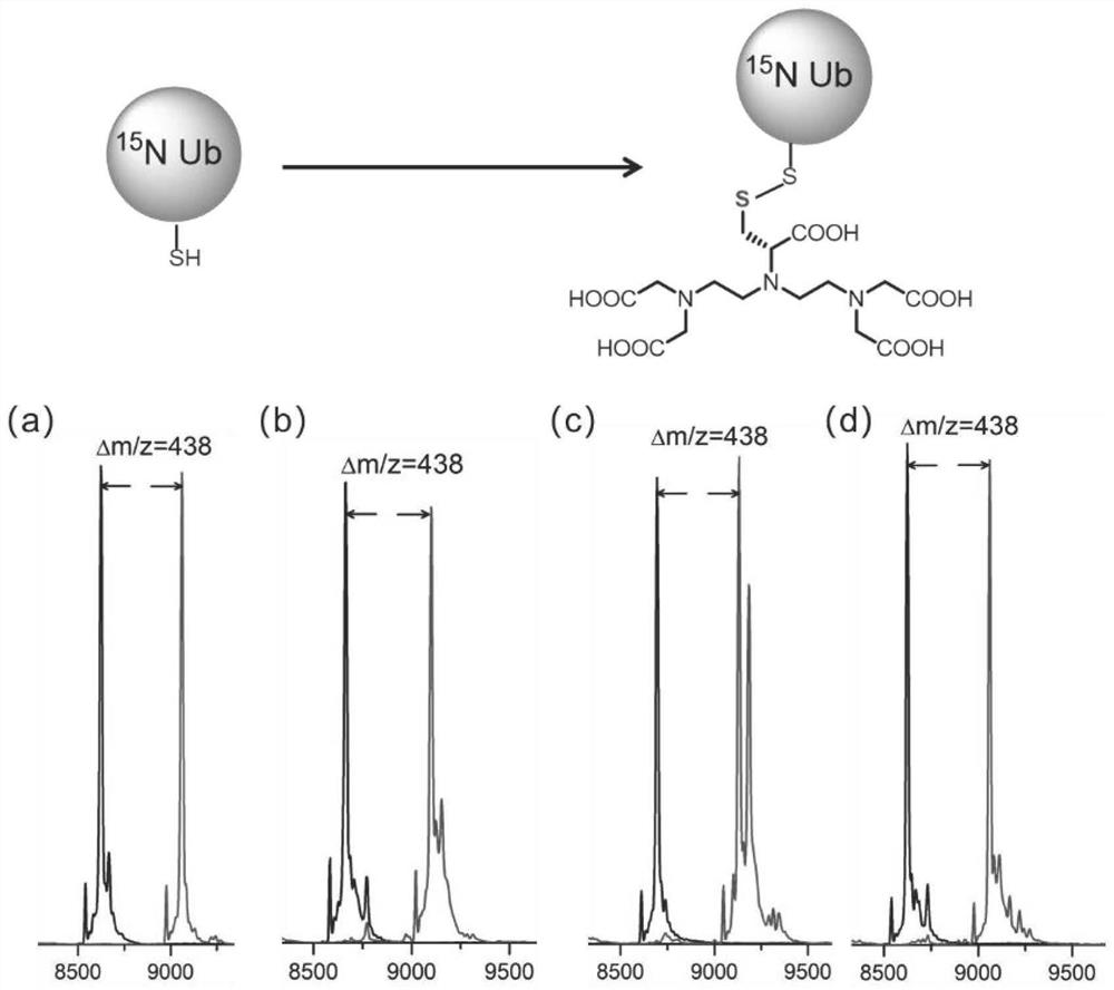 Synthesis method and application of chiral paramagnetic probe Py-D-Cys-DTPA